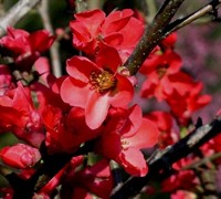 Spitfire Flowering Quince