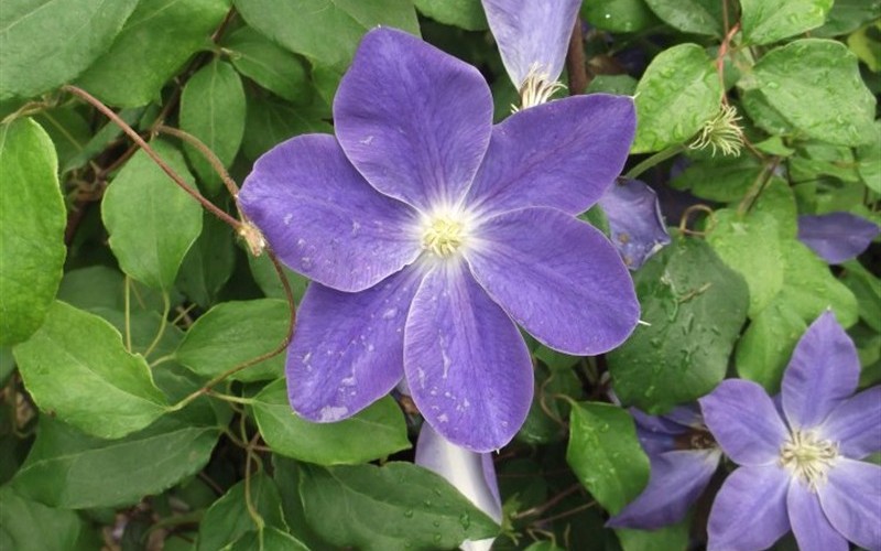 Diana's Delight Clematis Photo 2