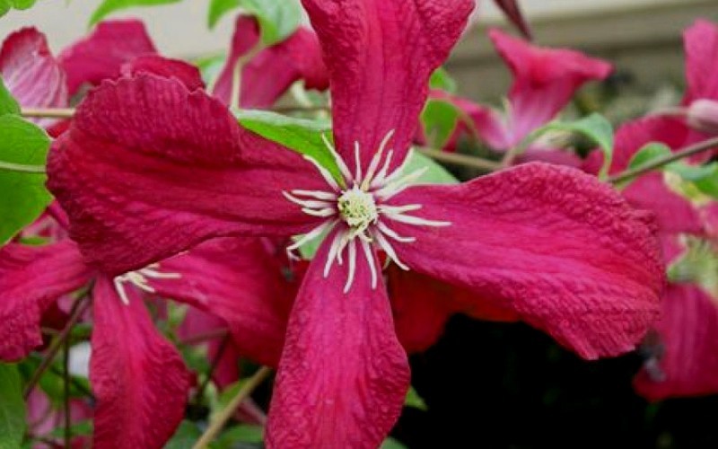 Madame Julia Correvon Clematis - 1 Gallon - Buy Plants | ToGoGarden