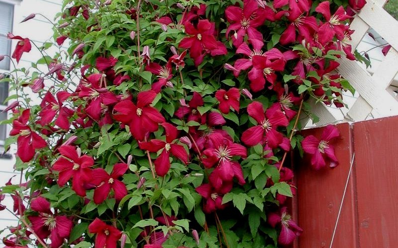 Madame Julia Correvon Clematis Photo 2