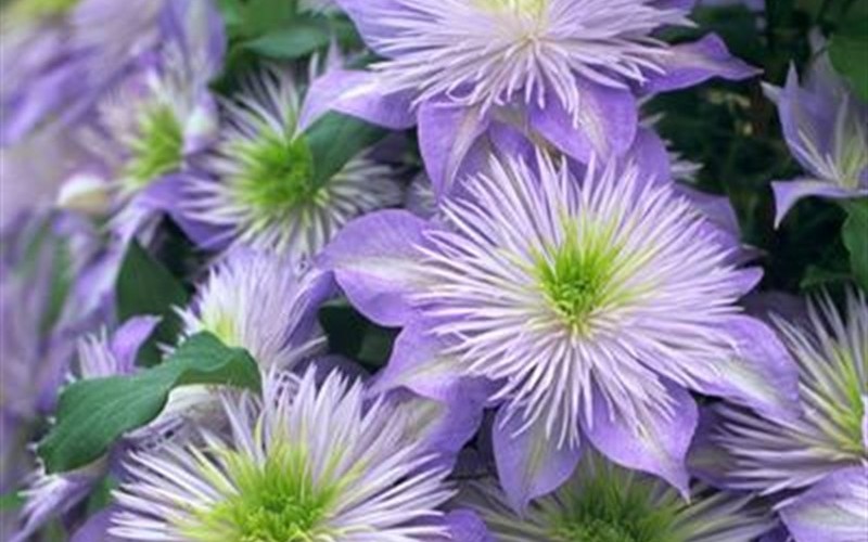 Crystal Fountain Clematis Photo 1