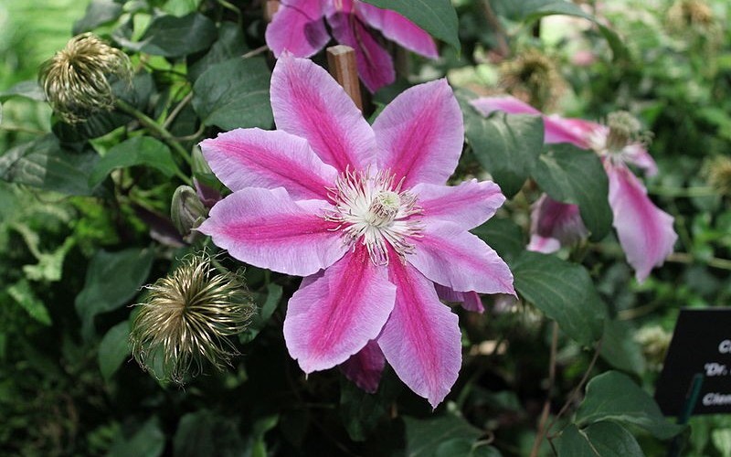 Dr Ruppel Clematis Photo 2