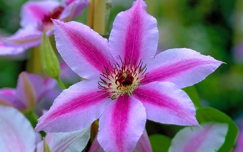Nelly Moser Clematis Photo 1