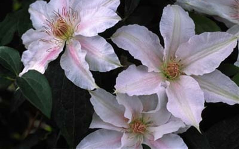 Chantilly Clematis Photo 1