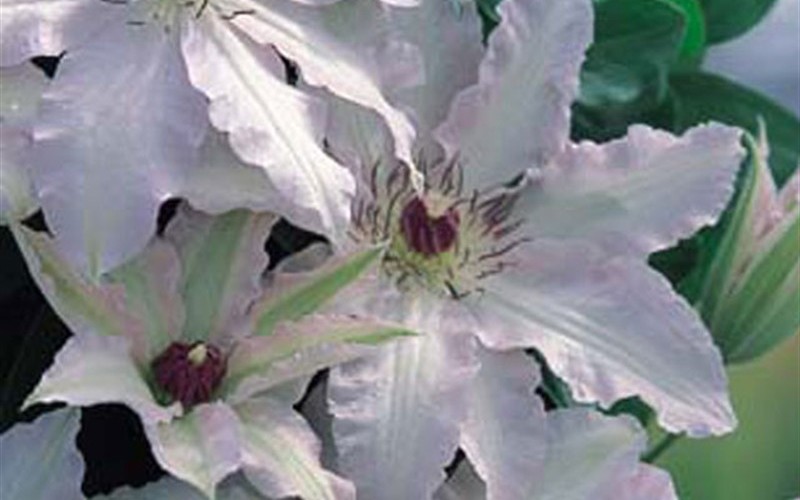 Clair De Lune Clematis - 1 Gallon - Perennial Plants | ToGoGarden