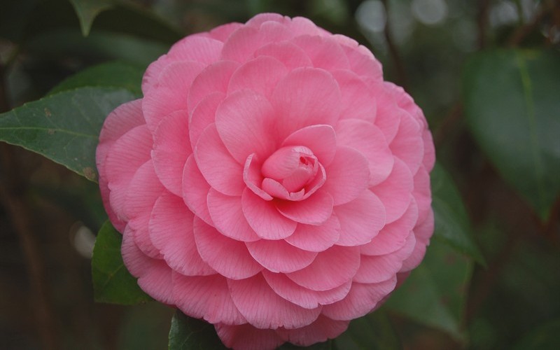 Pink Perfection Camellia Japonica Photo 1