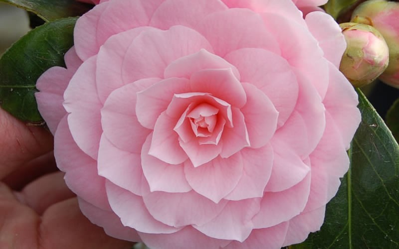 Pink Perfection Camellia Japonica Photo 3