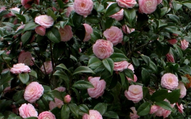 Pink Perfection Camellia Japonica Photo 2