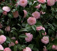 Pink Perfection Camellia Japonica
