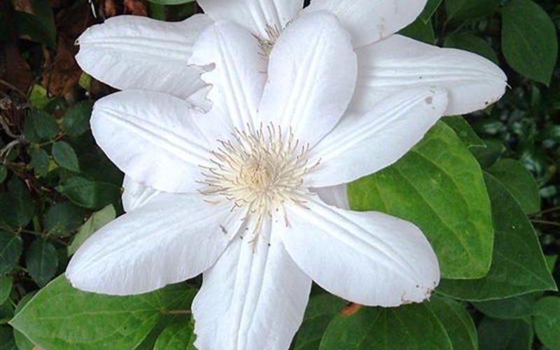 Candida Clematis Photo 2