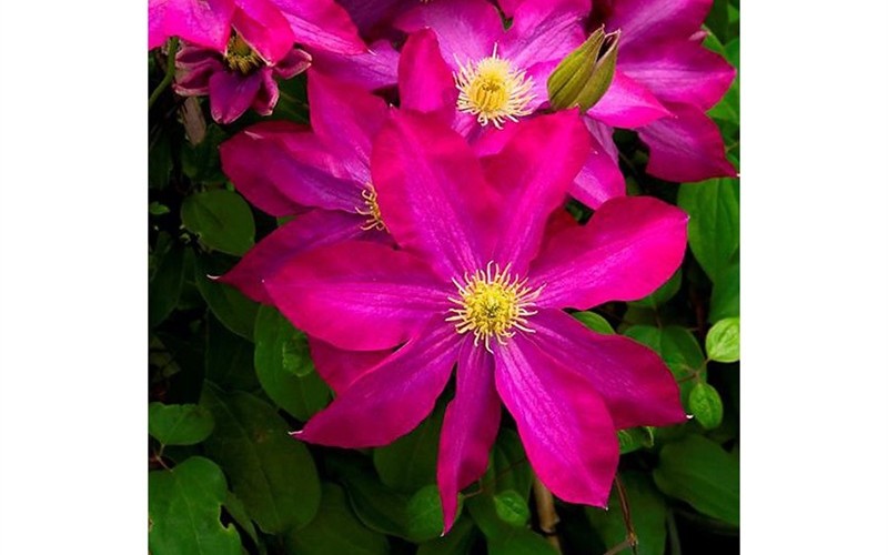 Pink Champagne Clematis Photo 2