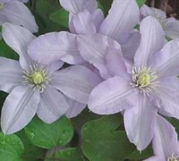 Silver Moon Clematis