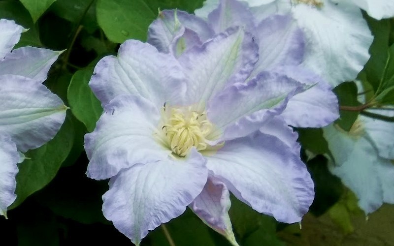 Ice Blue Clematis Photo 1