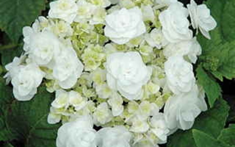 How lovely are the blooms on Wedding Gown Hydrangea? The pure white flowers  on Wedding Gown Hydrangea will turn to a ruby r… | White flowers, Flowers,  Pure products