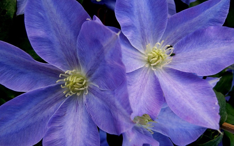 Diana's Delight Clematis Photo 1