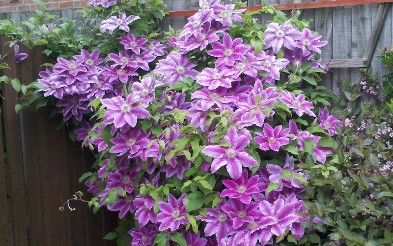 Dr Ruppel Clematis Photo 3