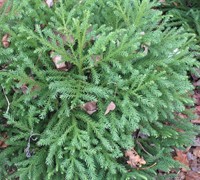 Shop Gyokuryu Cryptomeria - 1 Gallon