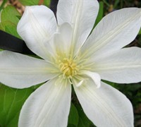 Candida Clematis