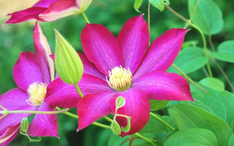 Pink Champagne Clematis Photo 1