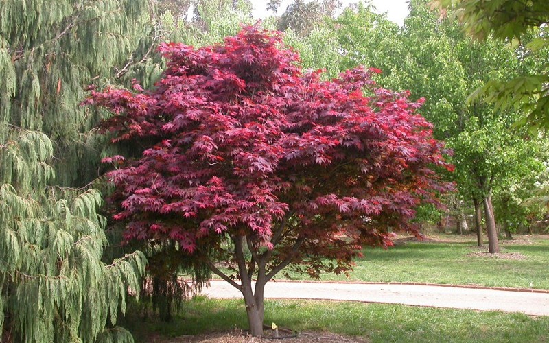 Red Select Japanese Maple - 1 Gallon - Japanese Maples | ToGoGarden