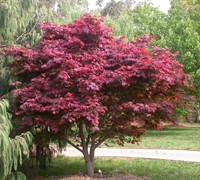 Red Select Japanese Maple