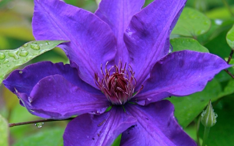 The President Clematis - 1 Gallon - Trellis - Clematis - All | ToGoGarden