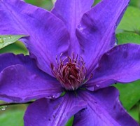 The President Clematis