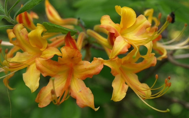 Florida Flame Native Azalea - Rhododenron austrinum - 3 Gallon - Azalea Shrubs | ToGoGarden