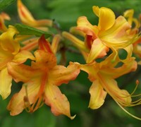 Florida Flame Native Azalea - Rhododenron austrinum