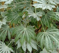 Spider's Web Fatsia