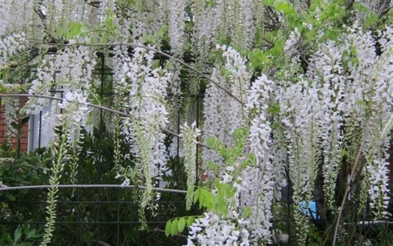 Snow Showers Wisteria - 3 Gallon - Vines for Part Shade | ToGoGarden