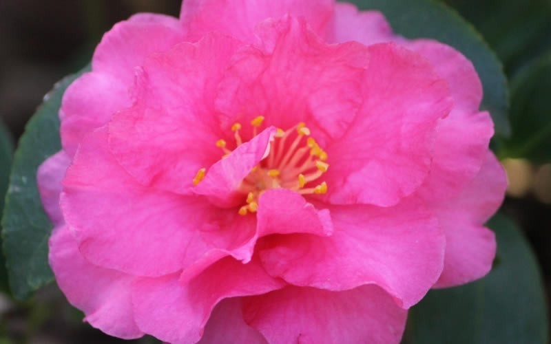Shishi Gashira Camellia Sasanqua - 2.5 Quart - Sasanqua Camellias - Fall Blooming | ToGoGarden