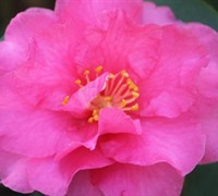 Shishi Gashira Camellia Sasanqua