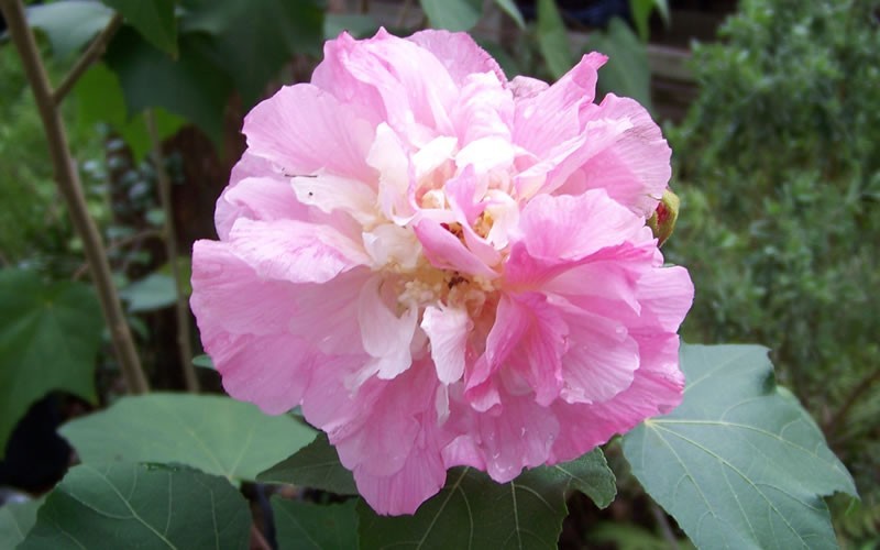 Confederate Rose Hibiscus Photo 7