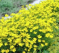 Shop Zagreb Coreopsis - 1 Gallon