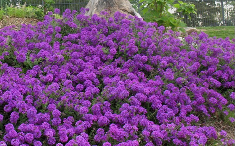 Homestead Purple Hardy Verbena Photo 2