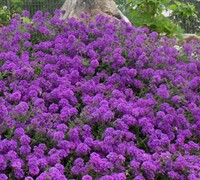 Homestead Purple Hardy Verbena