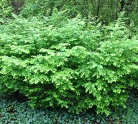 Dwarf Burning Bush - Euonymus alatus 'Compacta'