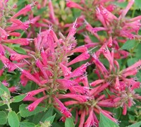 Raspberry Summer Agastache - Hummingbird Mint