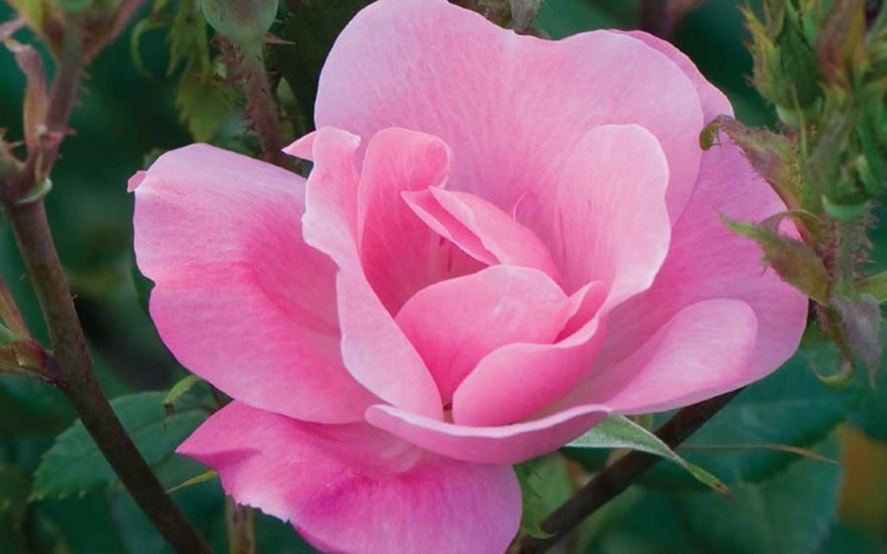 Pink Knock Out Rose - 1 Gallon - Knock Out Roses | ToGoGarden