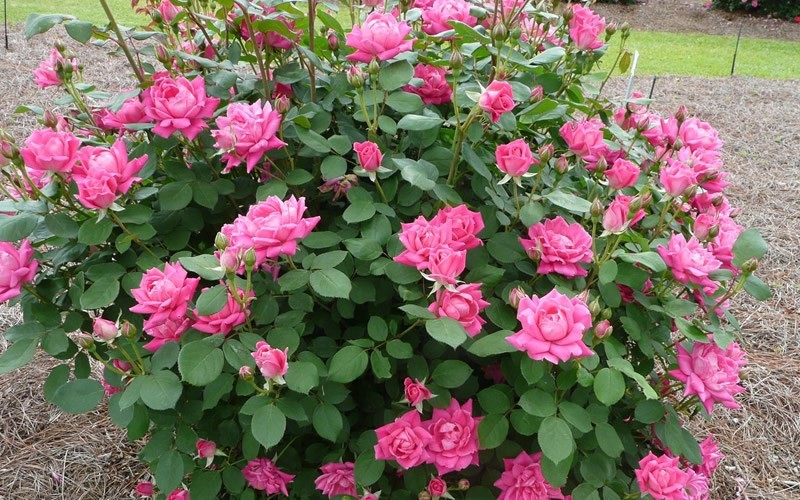 KNOCK OUT 1 Gal. Pink Double Knock Out Rose Bush with Pink Flowers