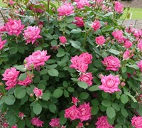 Double Pink Knock Out Rose