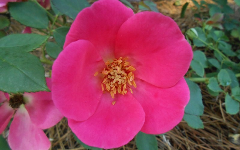 All A Flutter Rose Photo 1