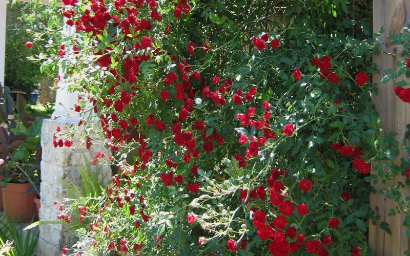 Red Cascade Rose  Photo 3