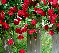 Red Cascade Rose 
