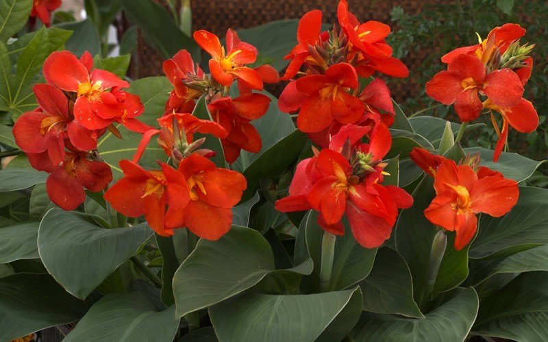 South Pacific Scarlet Canna Lily - 1 Gallon - Deer Resistant Perennials | ToGoGarden