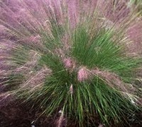 Fast Forward Muhly Grass