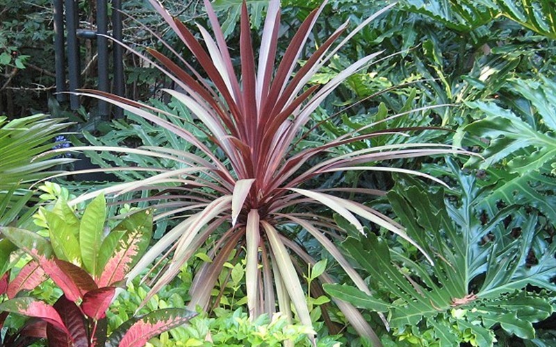 Red Star Cordyline - Cabbage Palm Photo 2