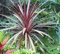 Red Star Cordyline - Cabbage Palm