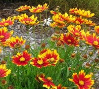 Shop Daybreak Li'l Bang Coreopsis - 1 Gallon